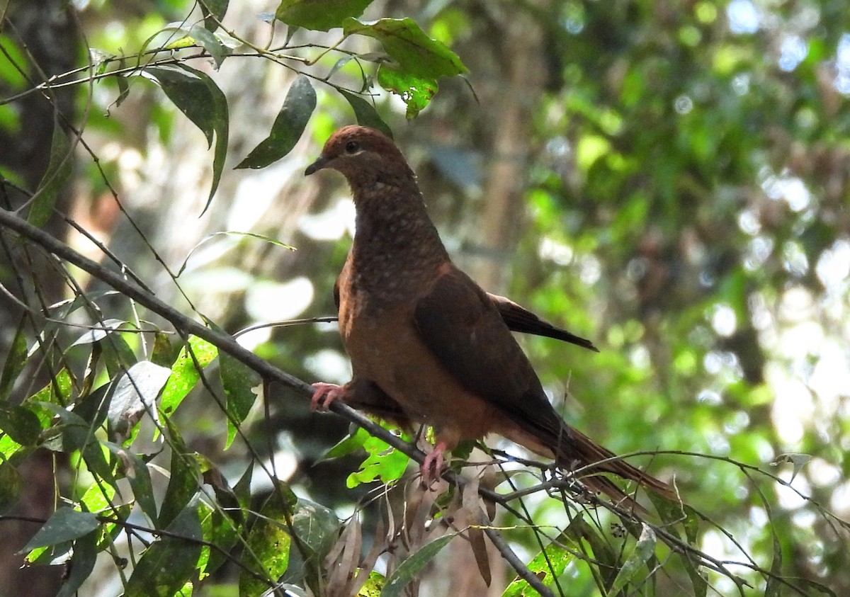 Brown Cuckoo-Dove - ML627514844