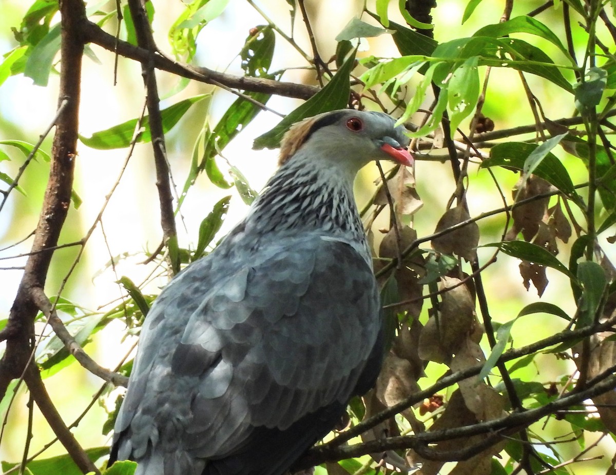 Topknot Pigeon - ML627514859
