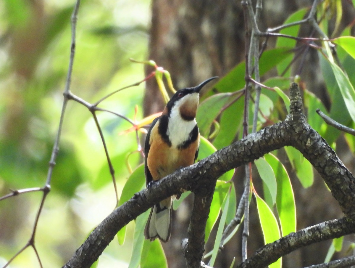 Eastern Spinebill - ML627514915