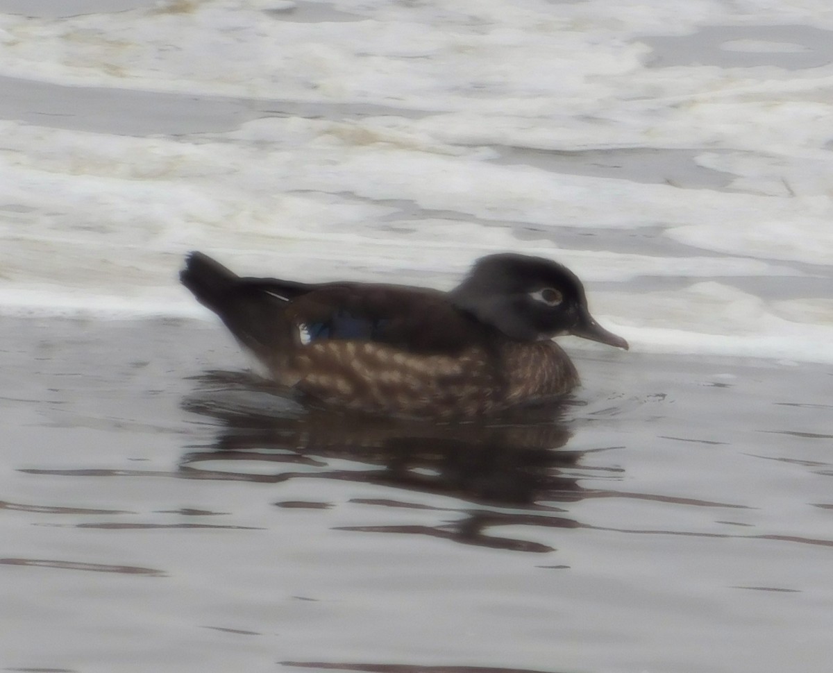 Wood Duck - ML627514923