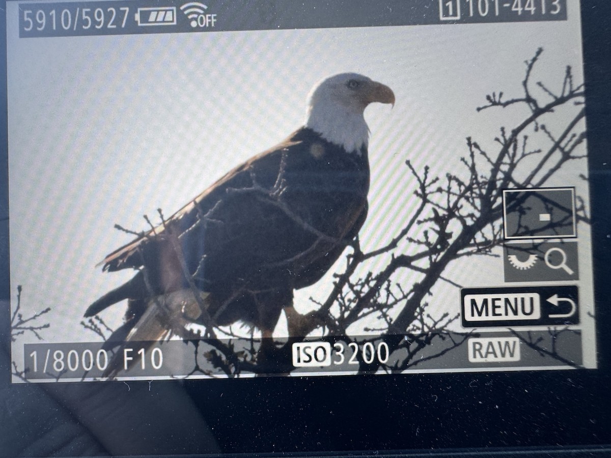 orel bělohlavý - ML627514938