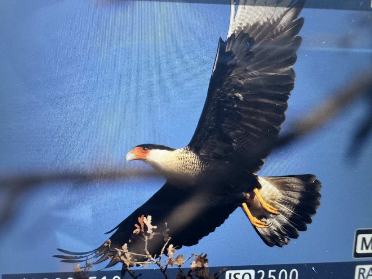 karančo jižní - ML627514948