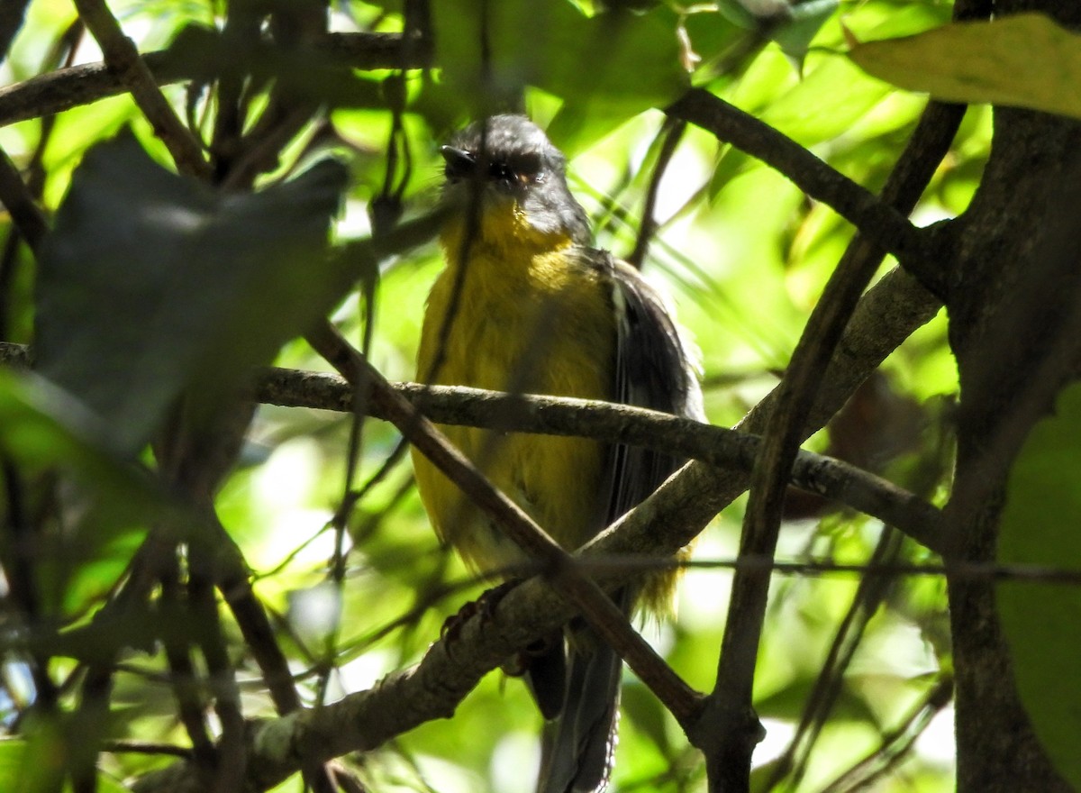 Eastern Yellow Robin - ML627514952