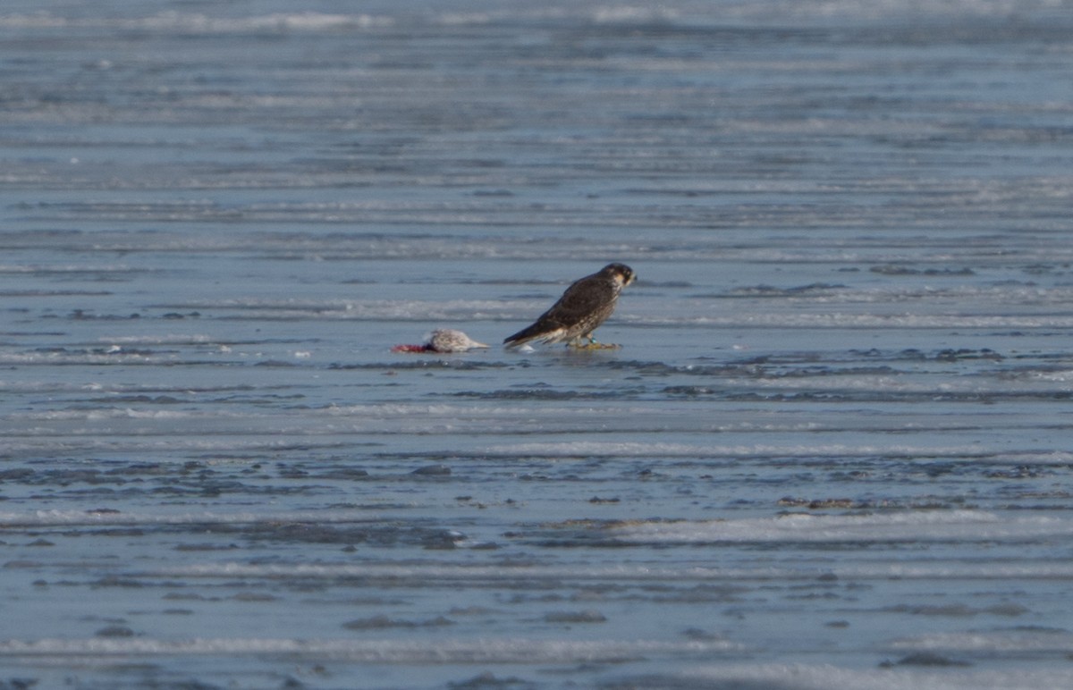 Peregrine Falcon - ML627515010