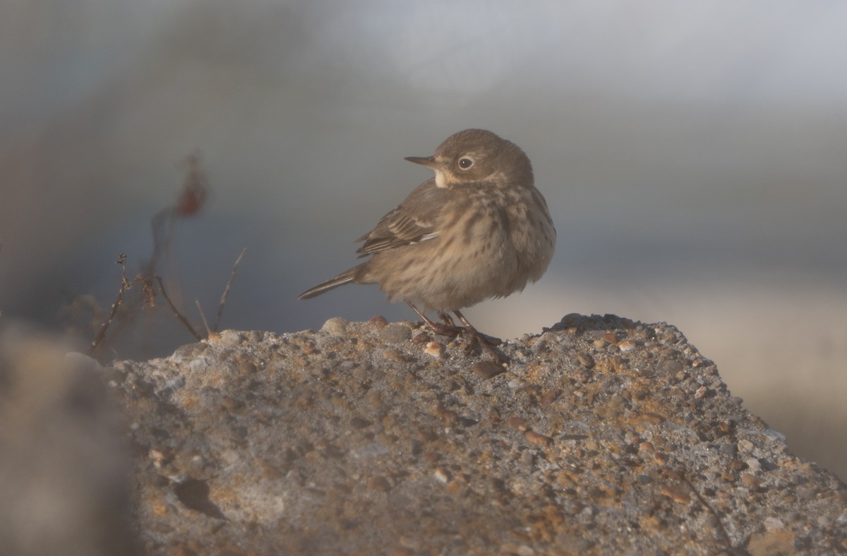 American Pipit - ML627515013