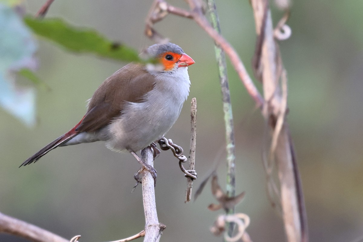 Orange-cheeked Waxbill - ML627515037