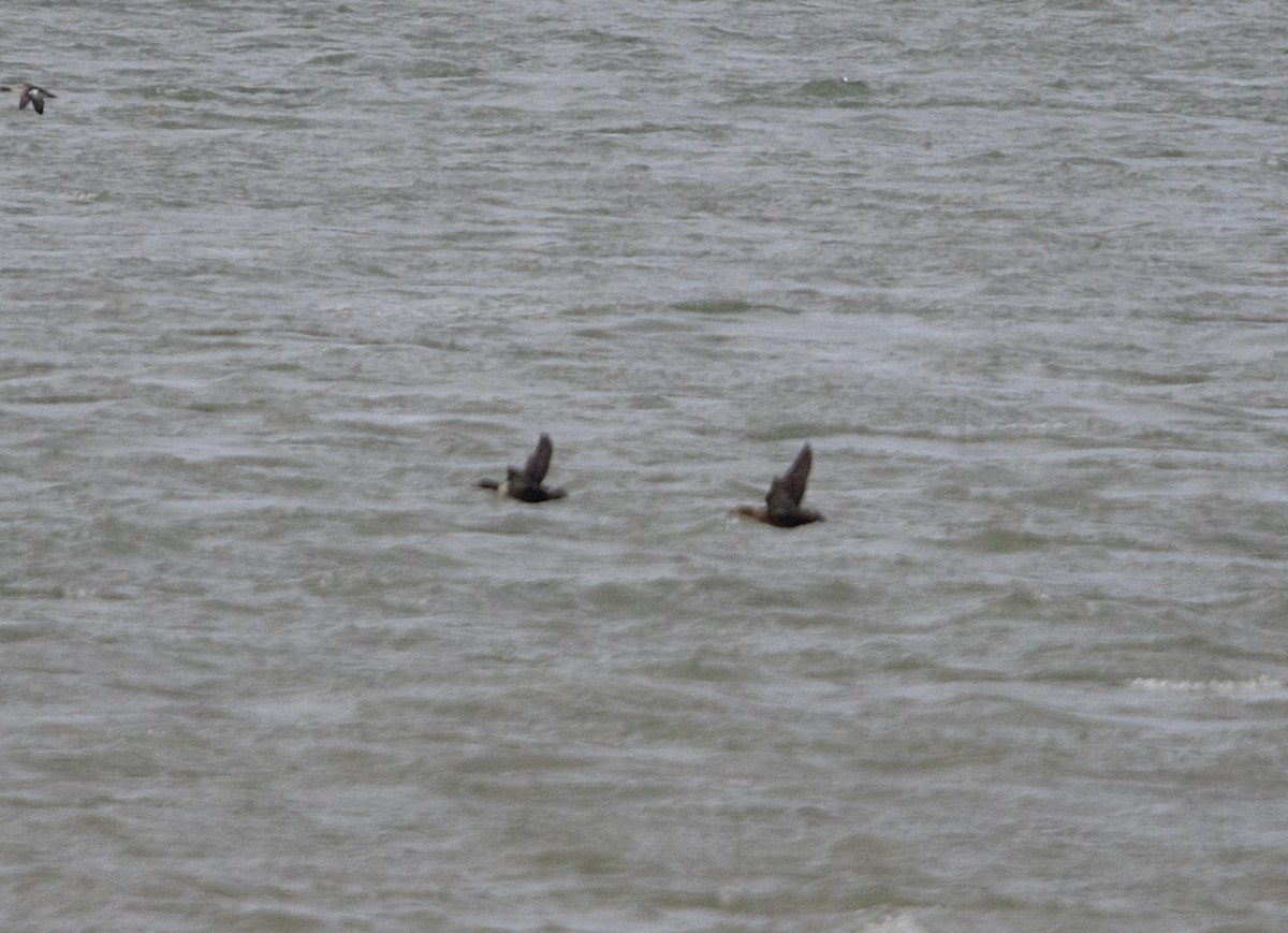 King Eider - ML627515117