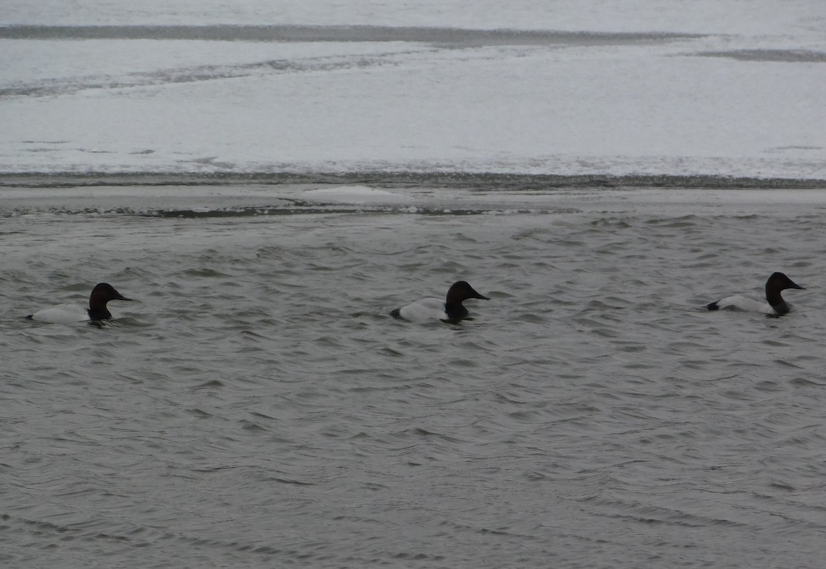 Canvasback - ML627515127