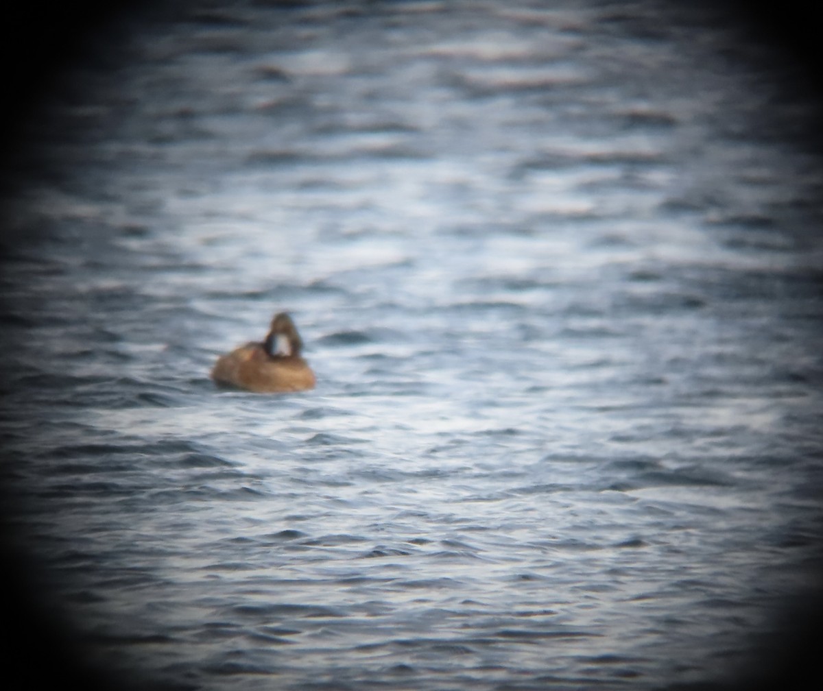 Lesser Scaup - ML627515156