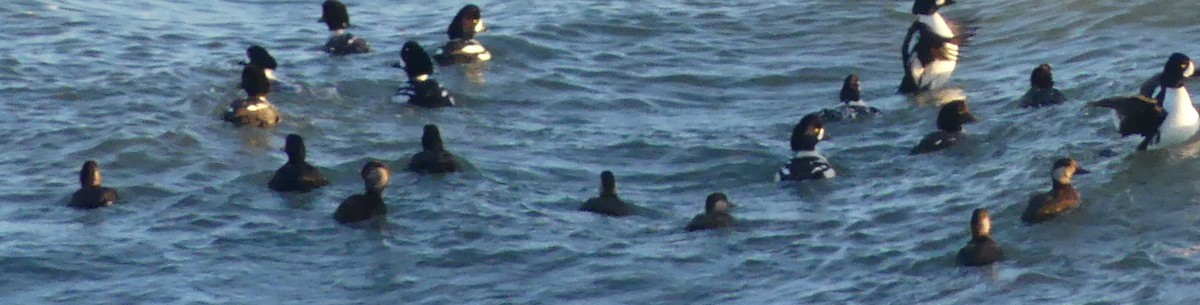 Black Scoter - ML627515186