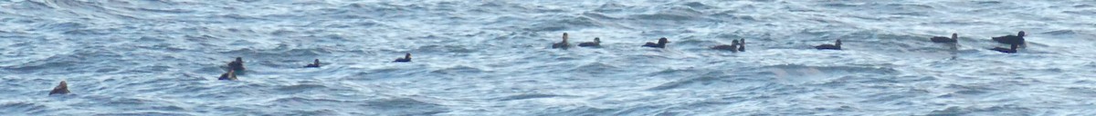 Black Scoter - ML627515187