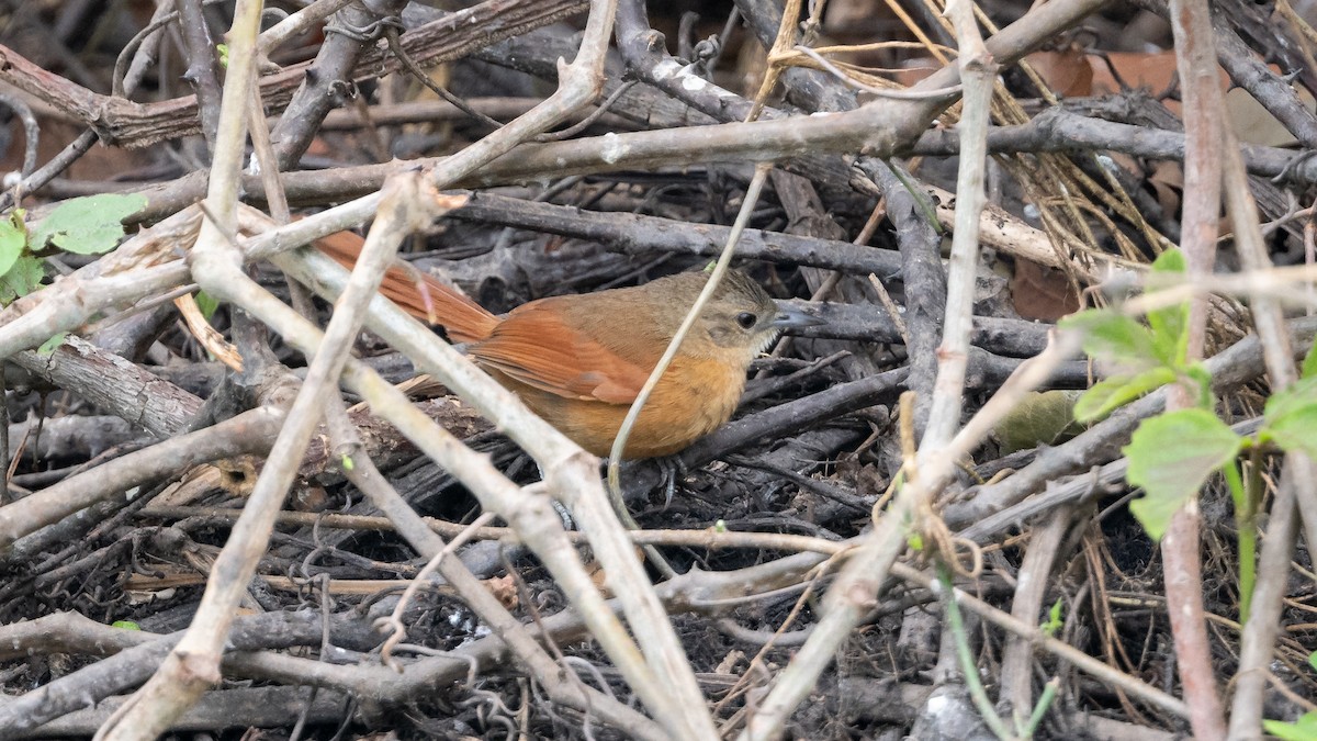 White-lored Spinetail - ML627515208