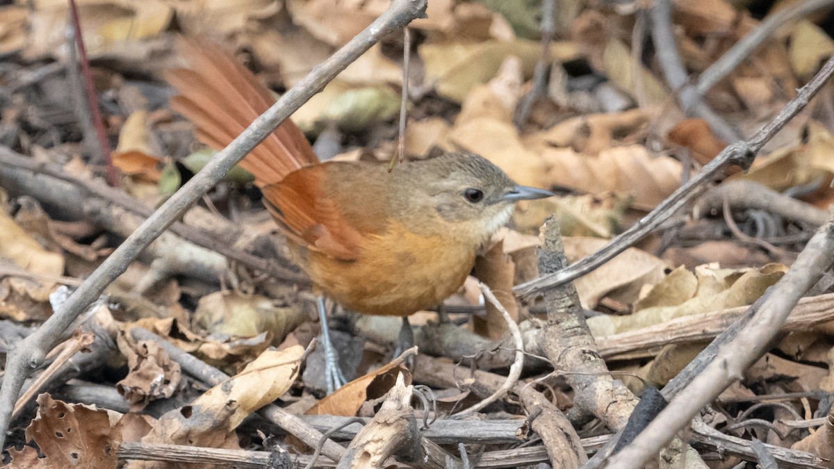 White-lored Spinetail - ML627515209
