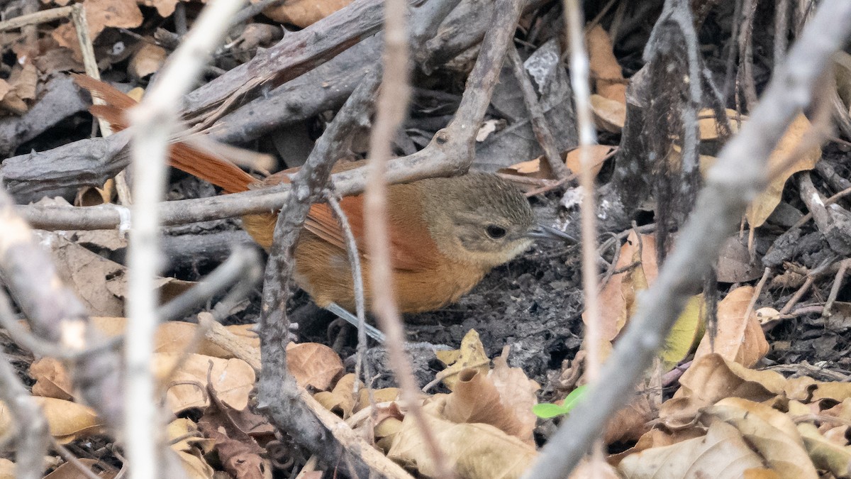 White-lored Spinetail - ML627515210