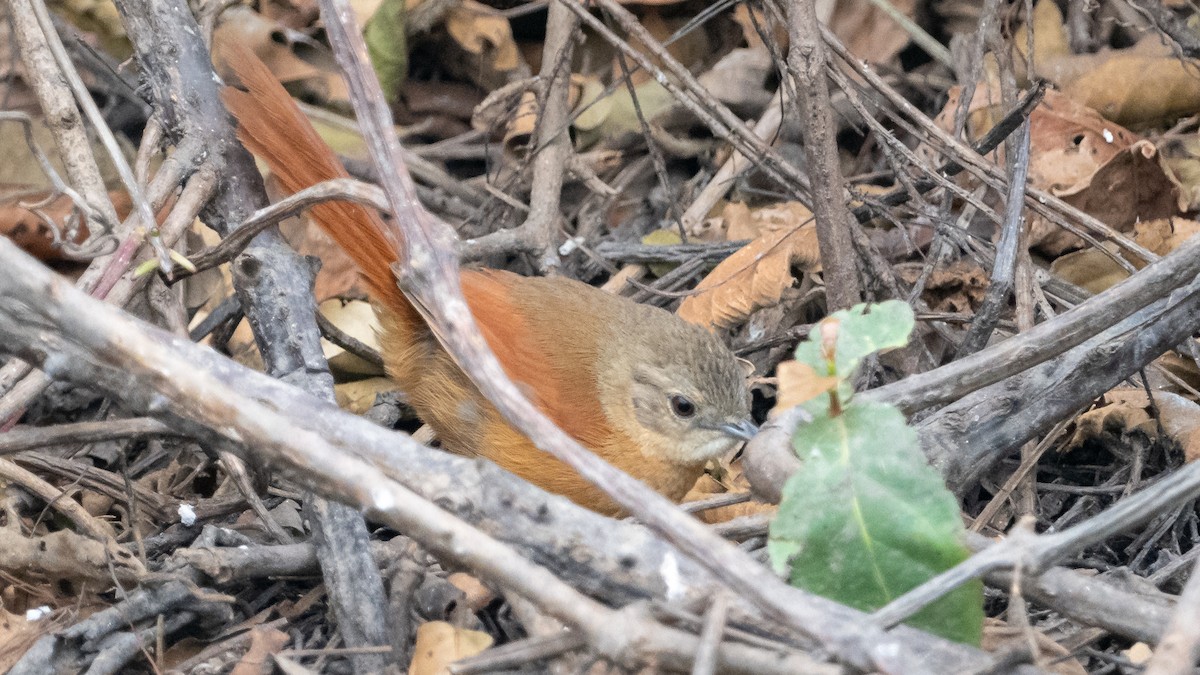 White-lored Spinetail - ML627515212