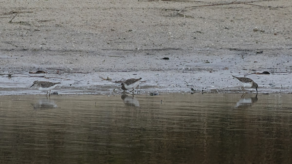 Sanderling - ML627515218