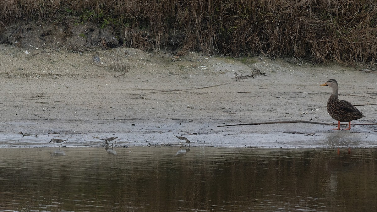 Sanderling - ML627515228