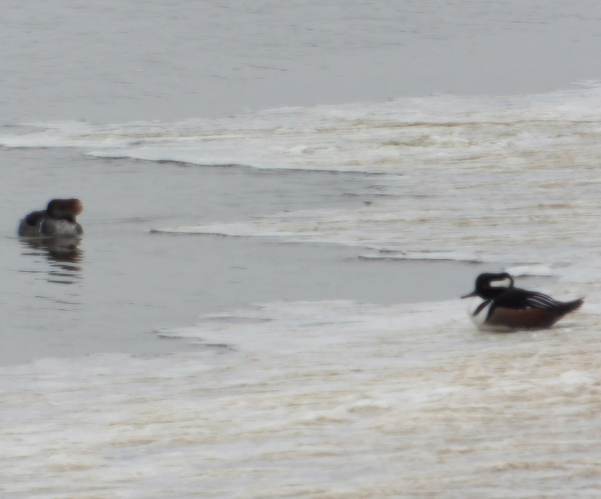Hooded Merganser - ML627515232