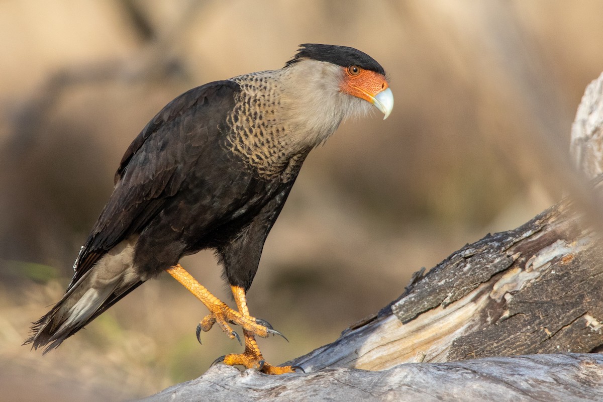 Crested Caracara - ML627515301