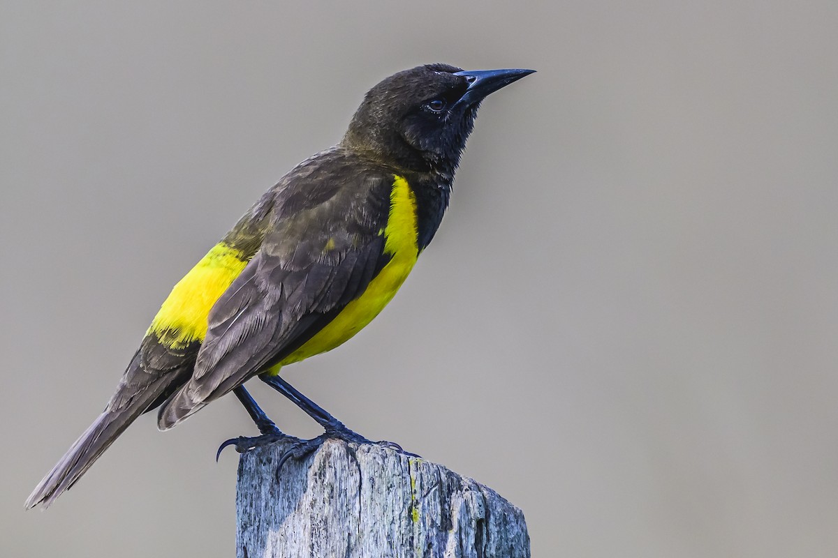 Yellow-rumped Marshbird - ML627515309