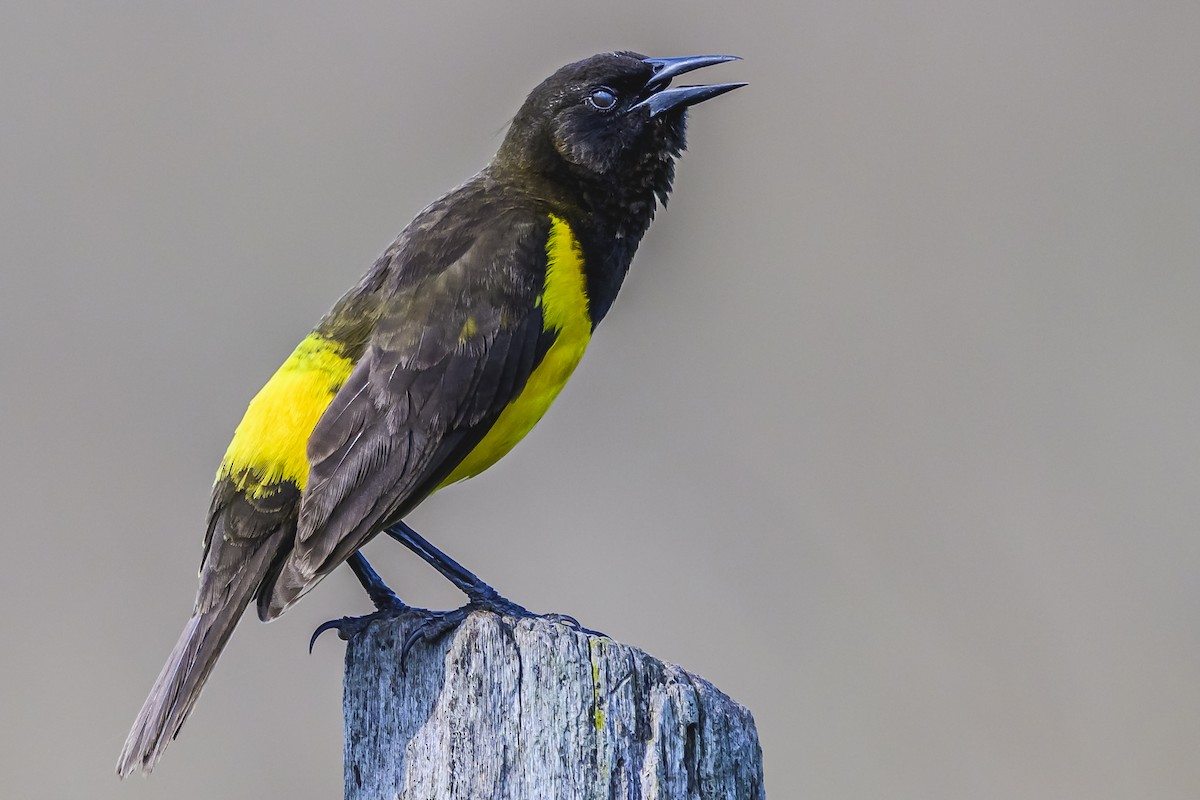 Yellow-rumped Marshbird - ML627515311