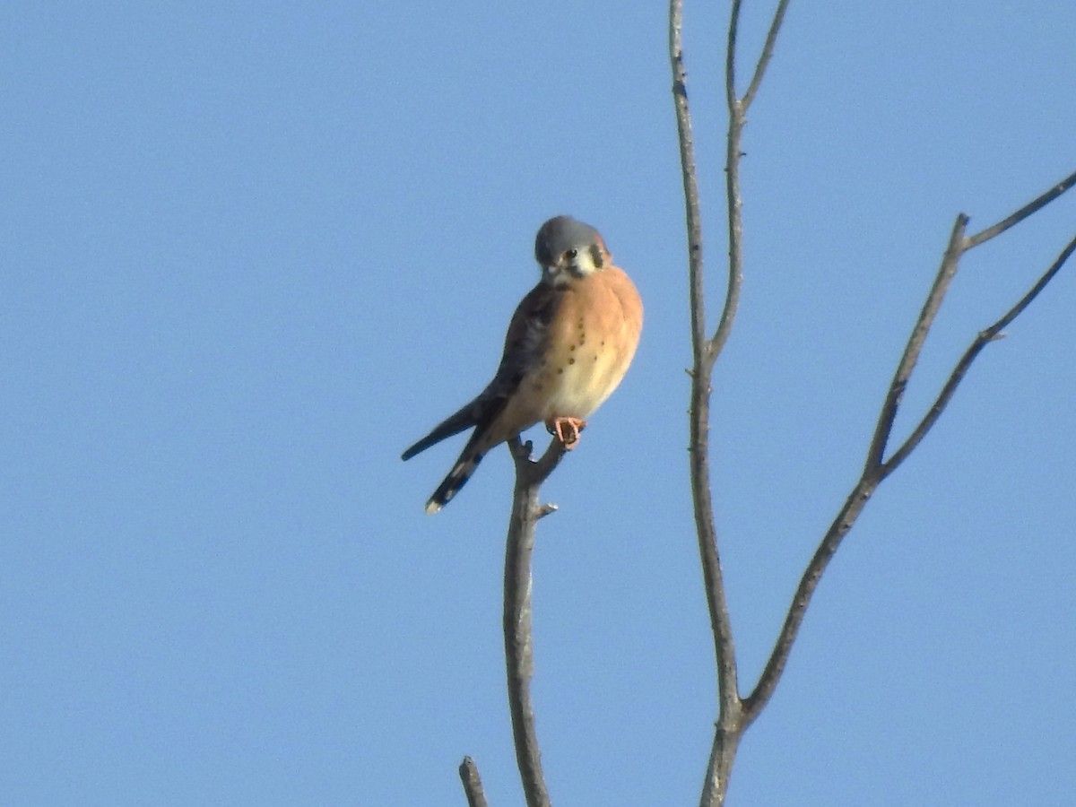 American Kestrel - ML627515378