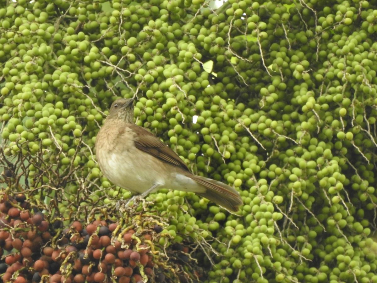 Black-billed Thrush - ML627515492