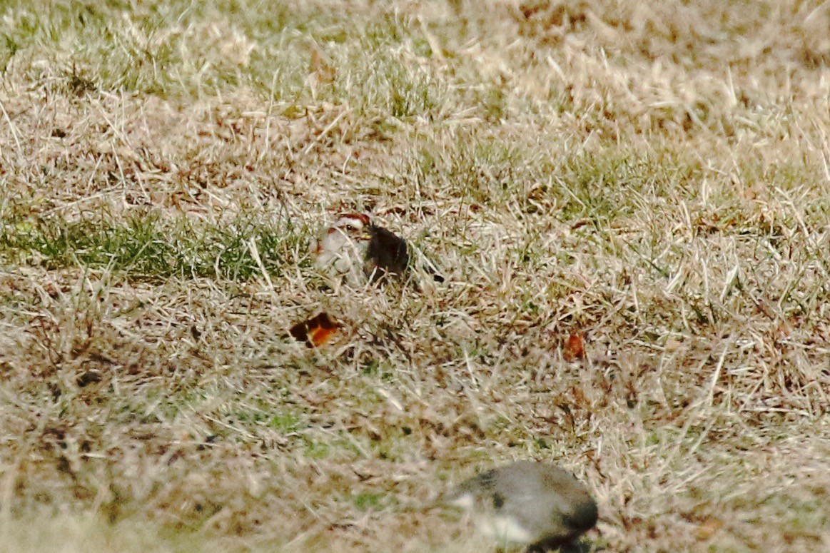 American Tree Sparrow - ML627515502