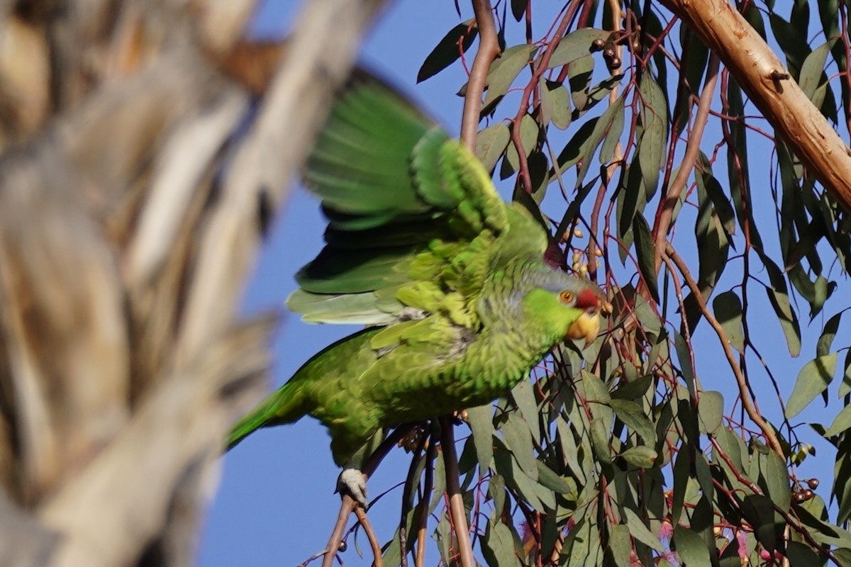 Lilac-crowned Amazon - ML627515518