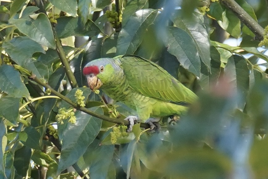 Lilac-crowned Amazon - ML627515520