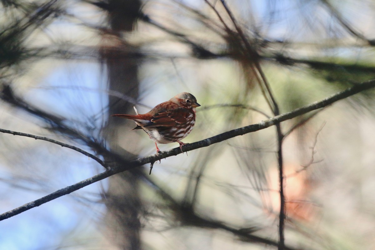 Fox Sparrow - ML627515546