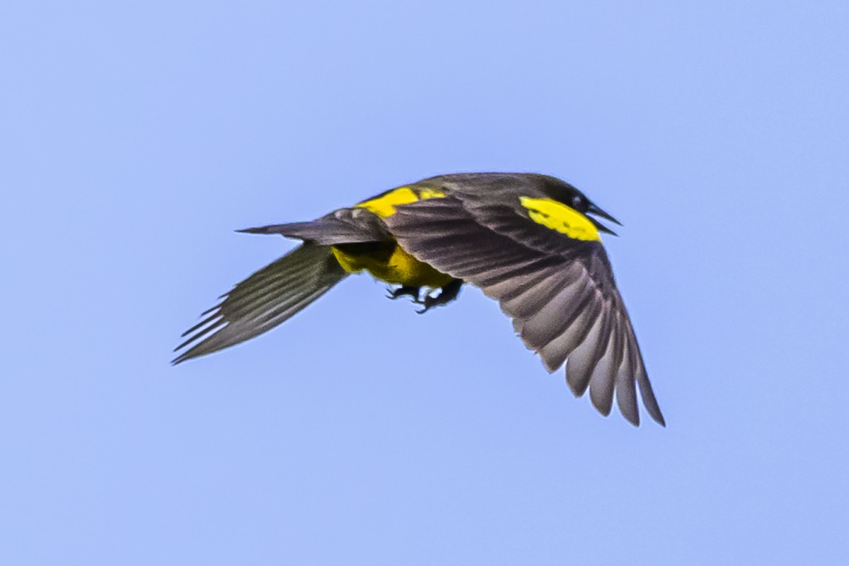 Yellow-rumped Marshbird - ML627515551