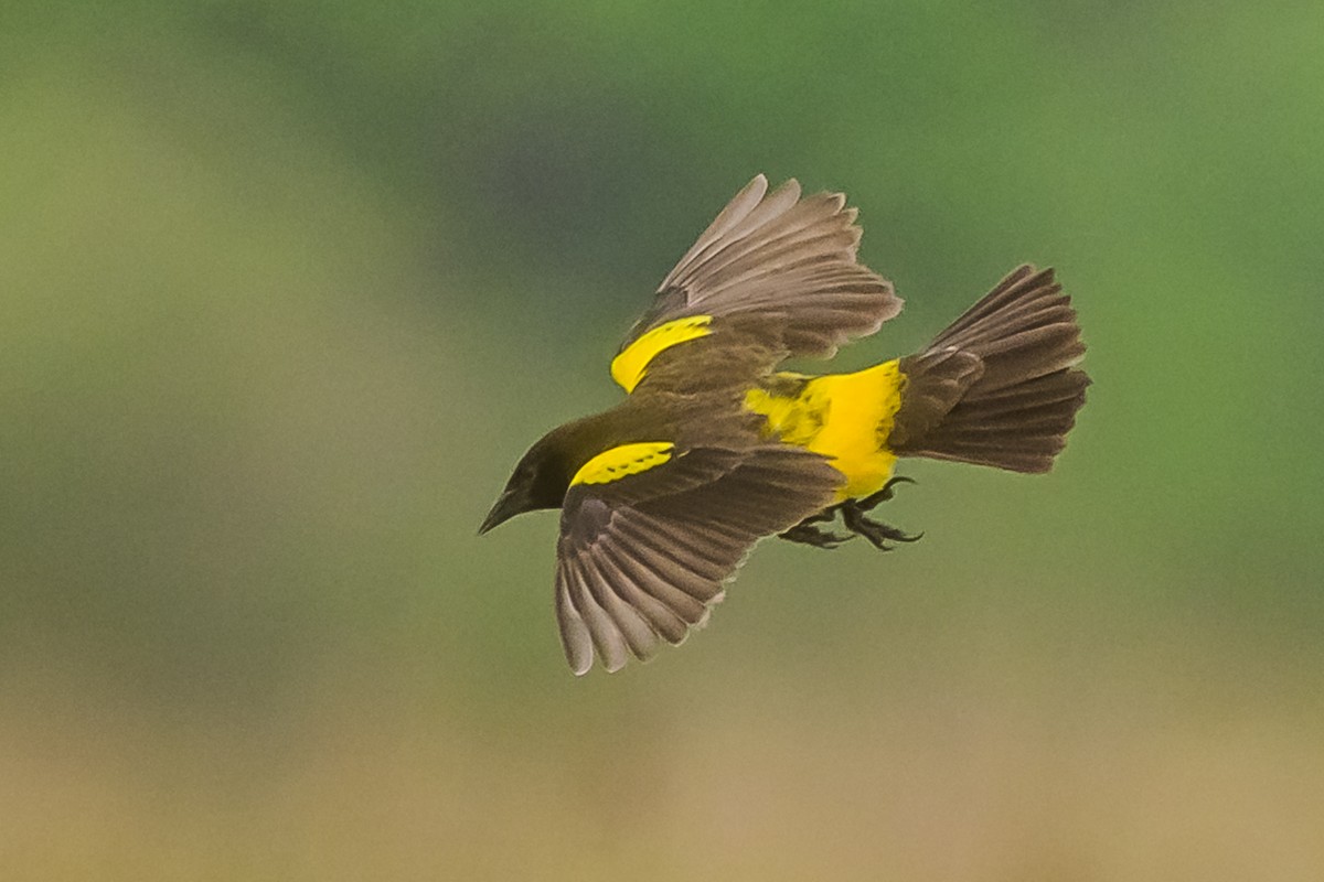 Yellow-rumped Marshbird - ML627515553