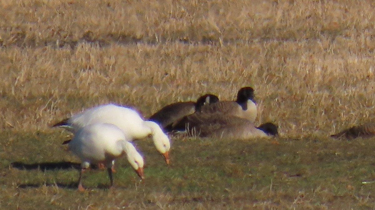 Snow Goose - ML627515554