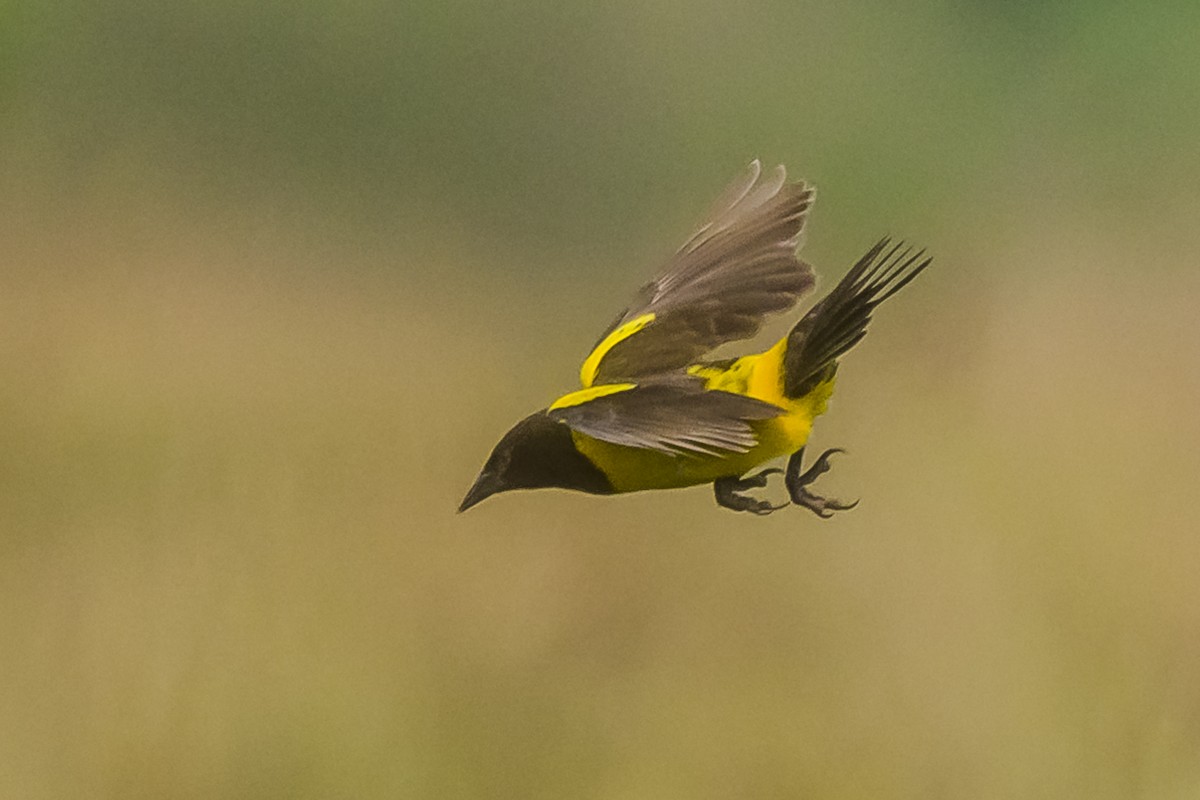 Yellow-rumped Marshbird - ML627515555