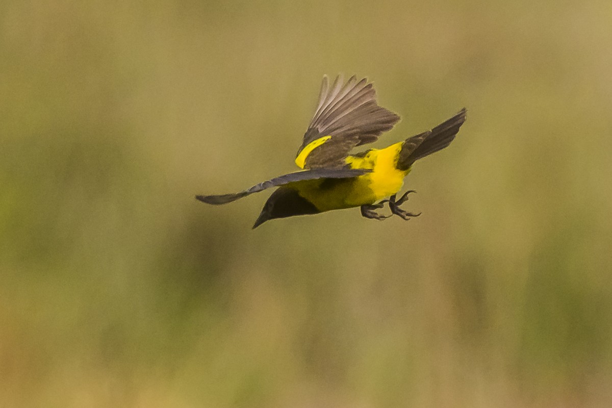 Yellow-rumped Marshbird - ML627515558