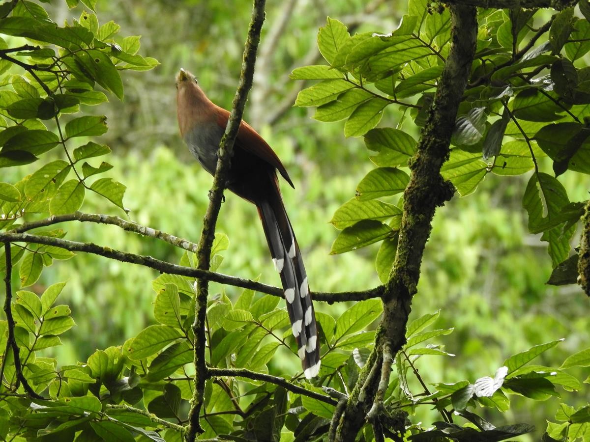 Squirrel Cuckoo - ML627515562