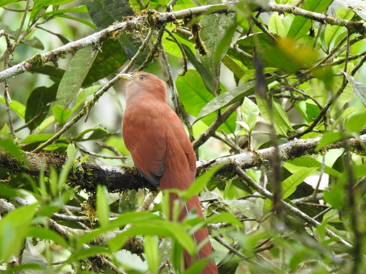 Squirrel Cuckoo - ML627515563