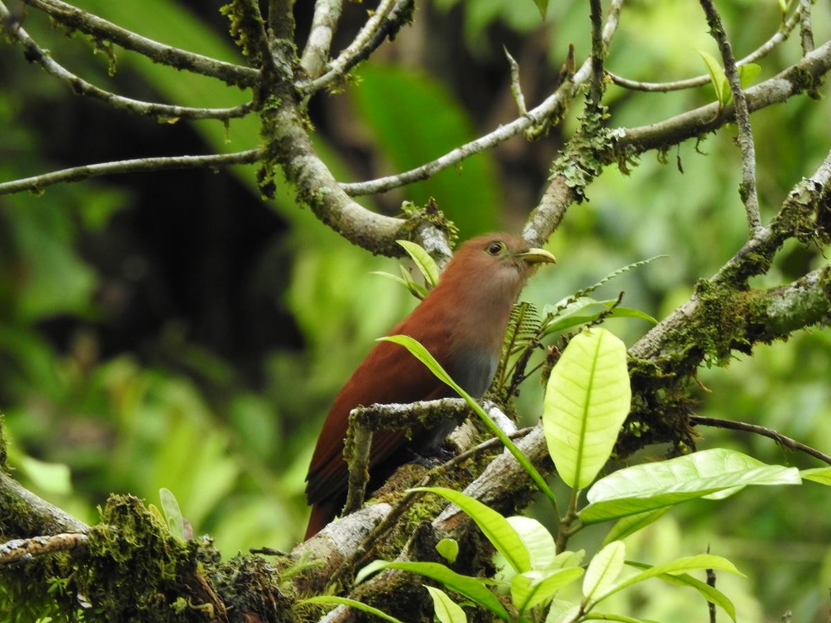 Squirrel Cuckoo - ML627515564