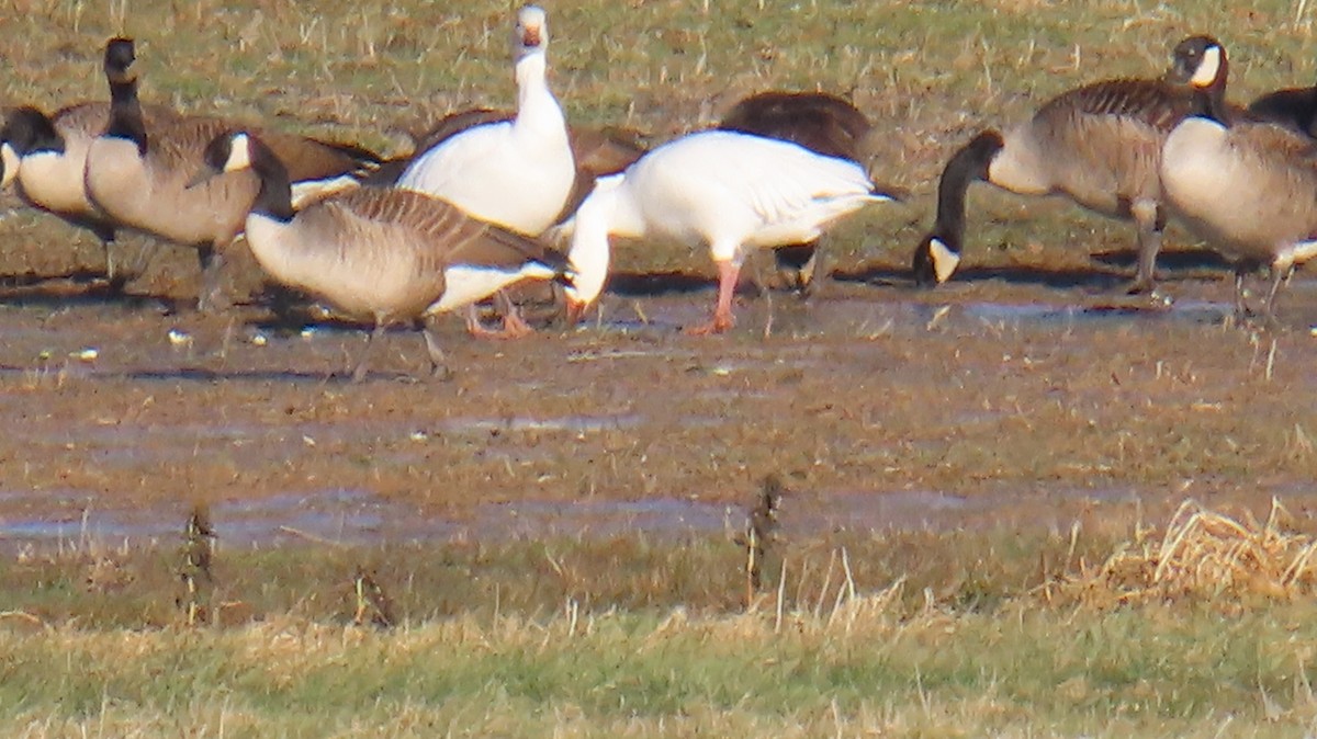 Snow Goose - ML627515575
