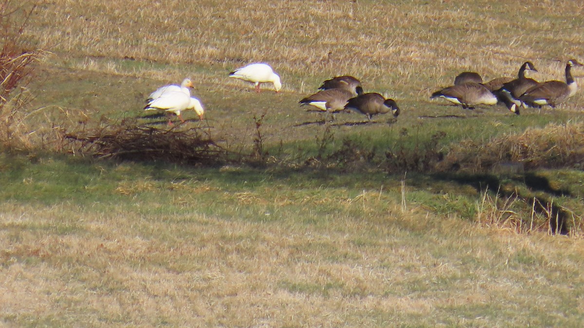 Snow Goose - ML627515590