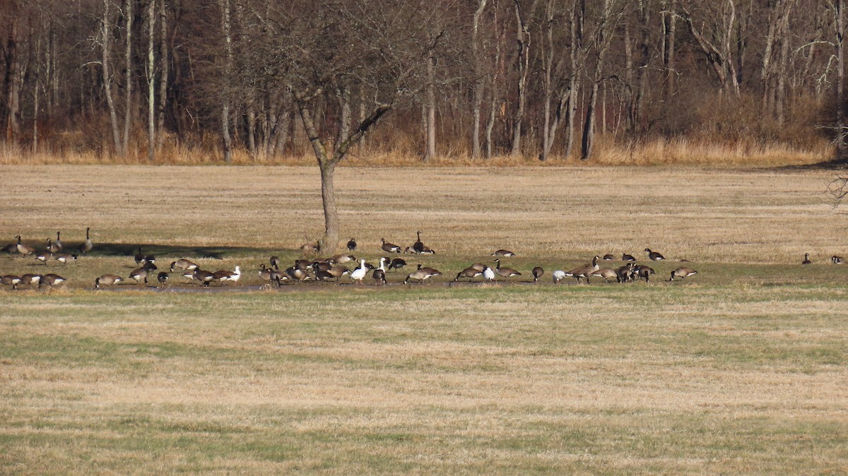 Snow Goose - ML627515610