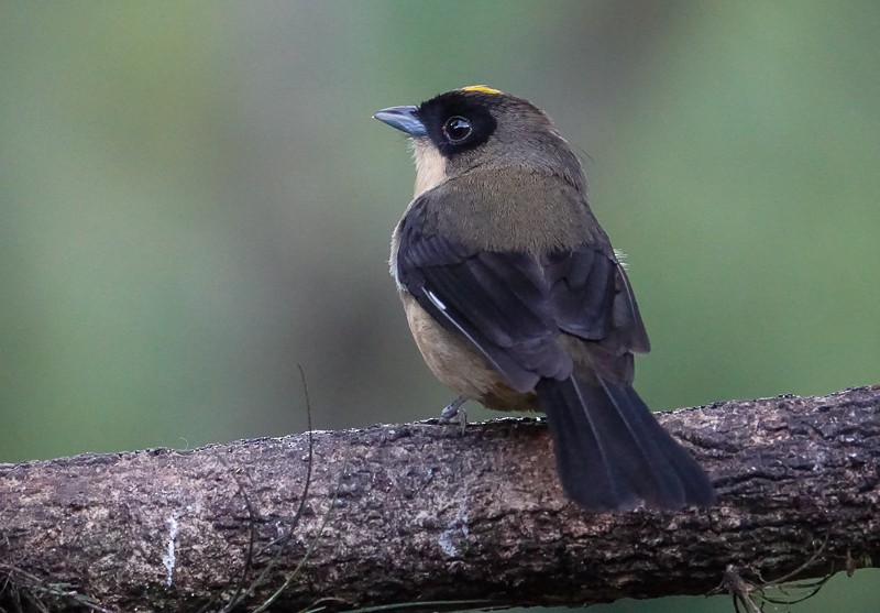 Black-goggled Tanager - ML627515623