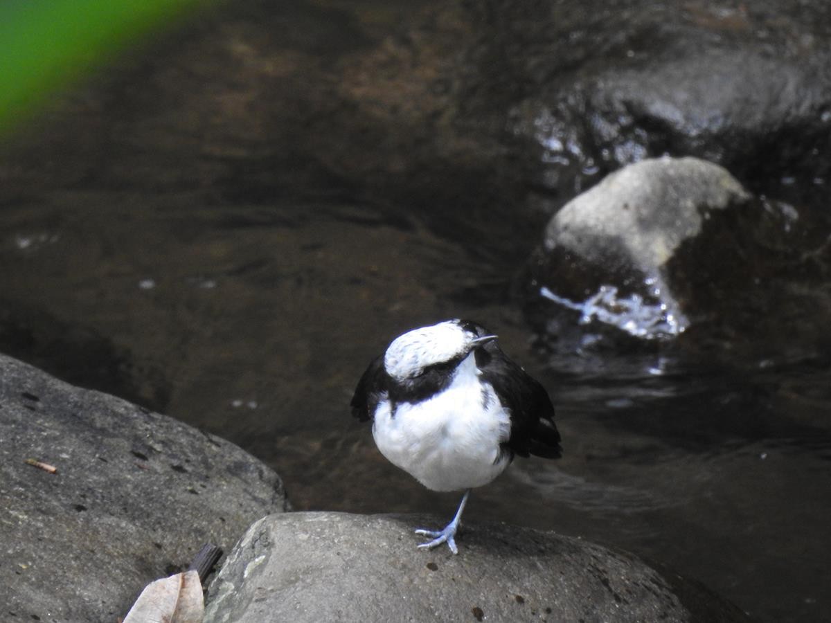 White-capped Dipper - ML627515716