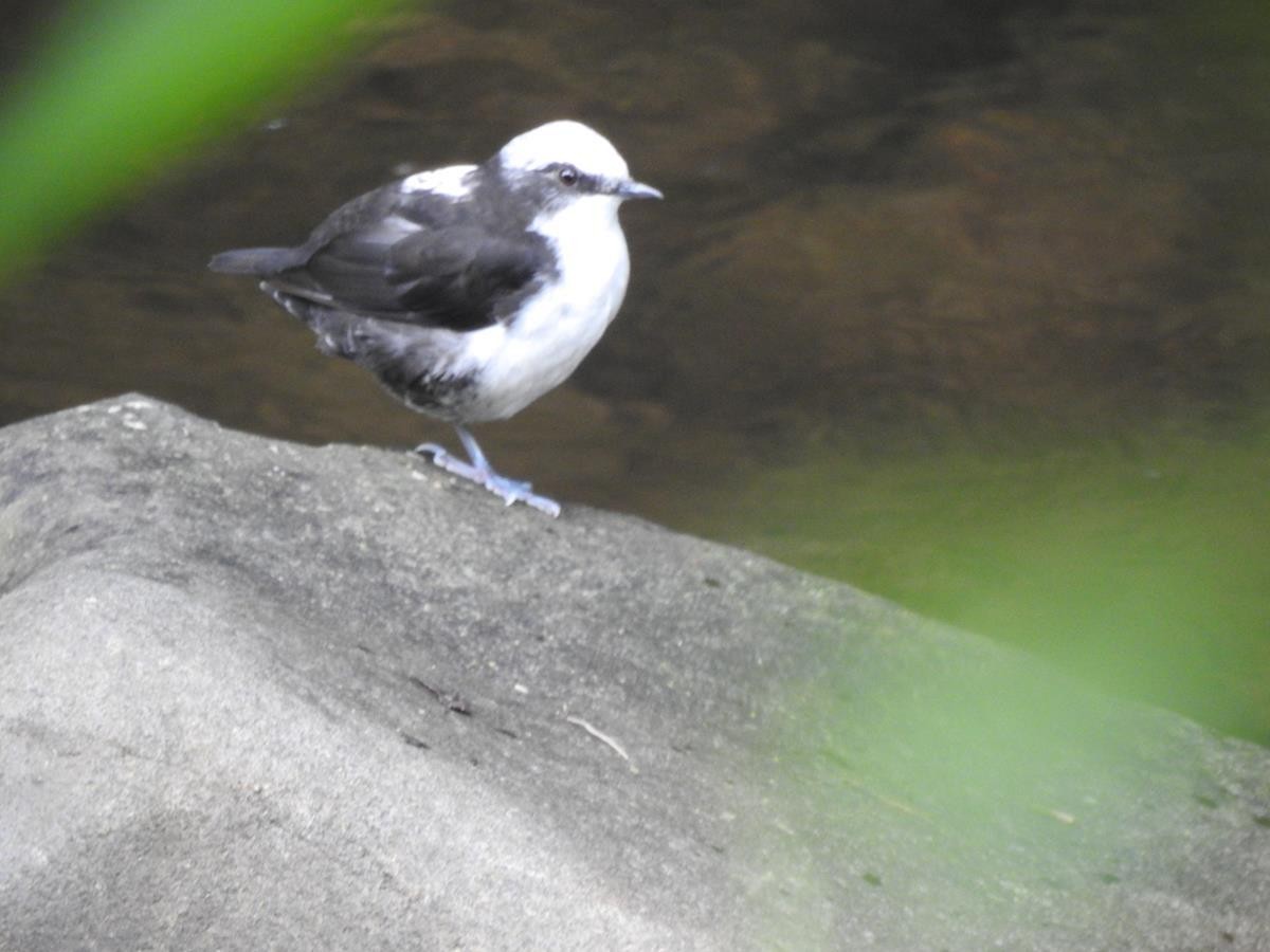 White-capped Dipper - ML627515717