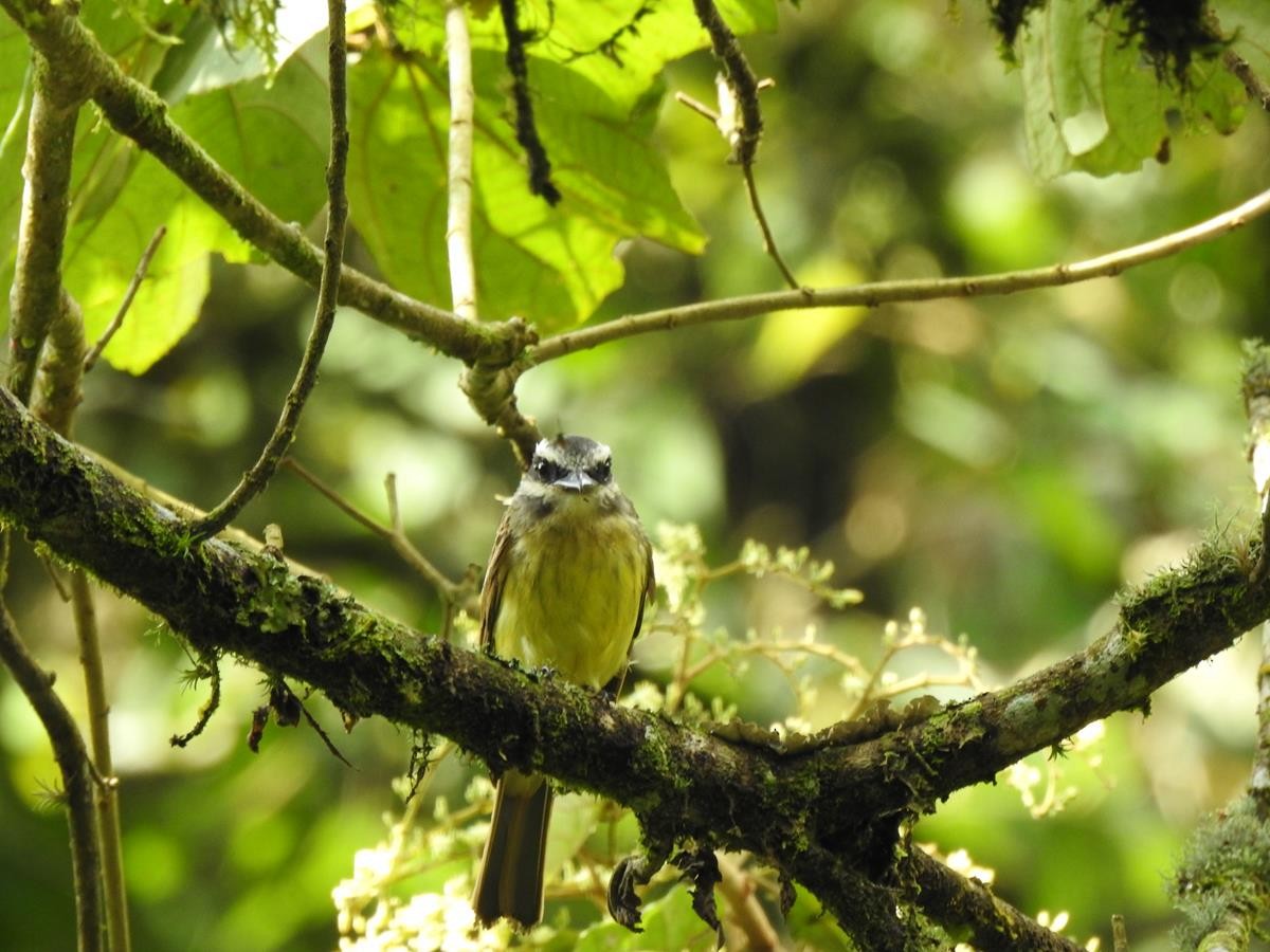 Golden-bellied Flycatcher - ML627515734