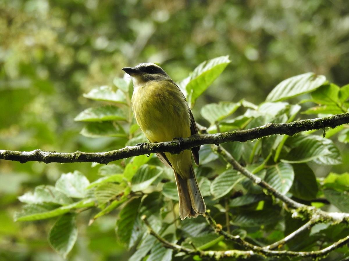 Golden-bellied Flycatcher - ML627515735