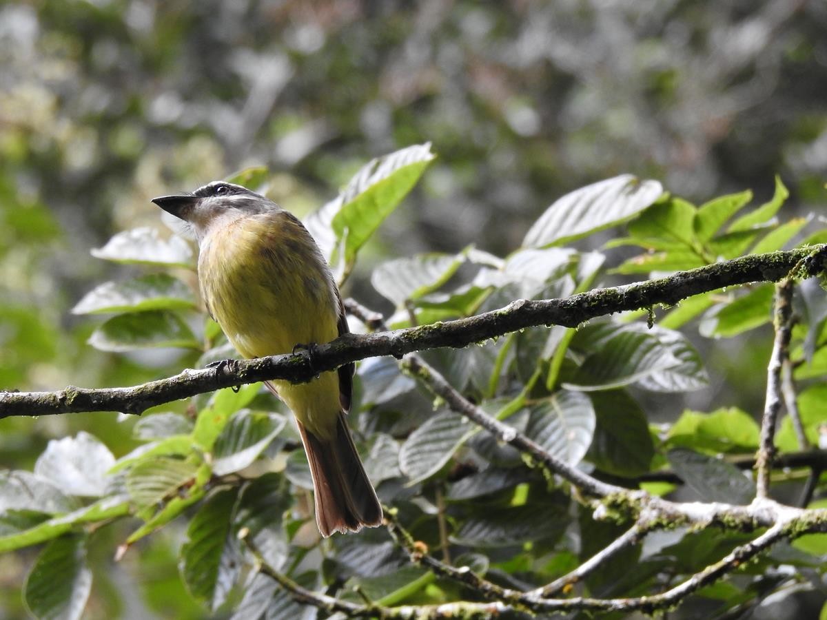 Golden-bellied Flycatcher - ML627515736