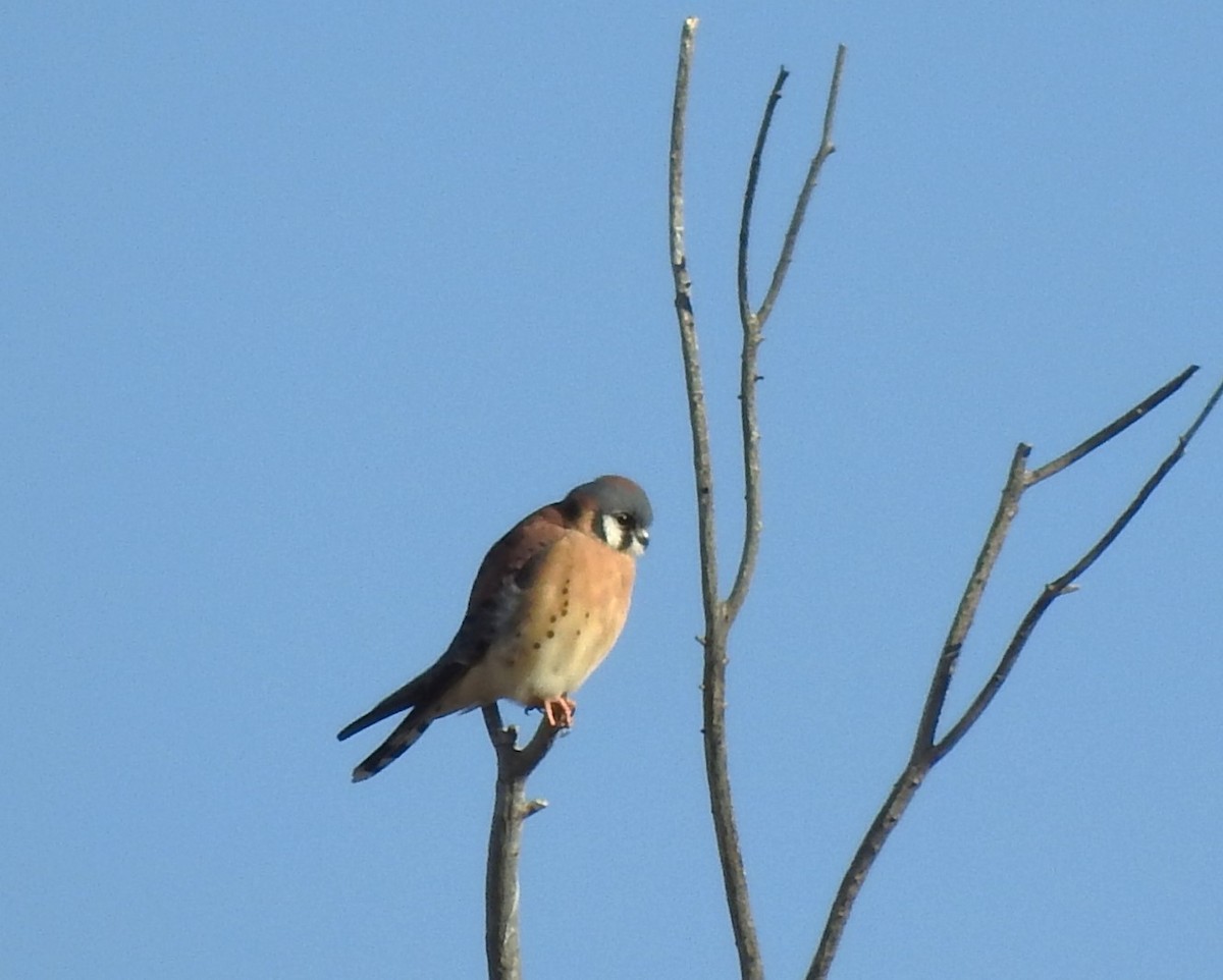 American Kestrel - ML627515832