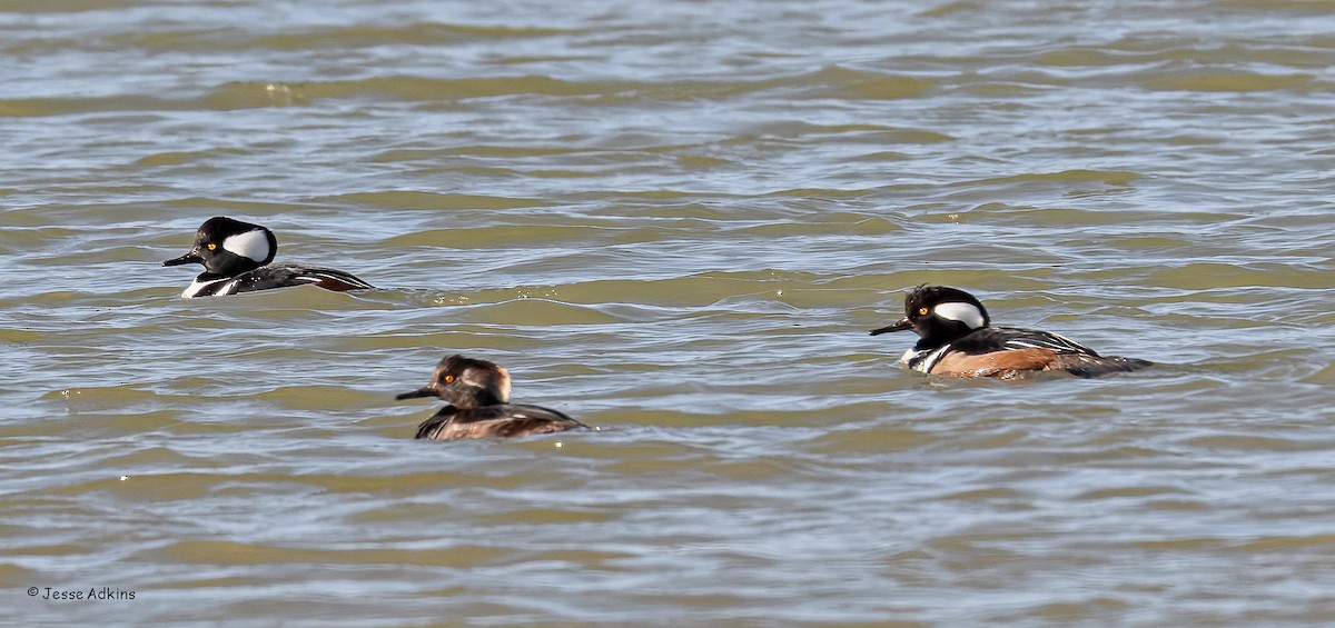 Hooded Merganser - ML627515885